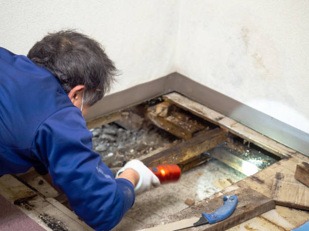Office Mold Removal Services in North Pearsall, TX