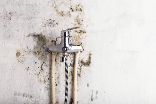Best Emergency Mold Removal  in North Pearsall, TX