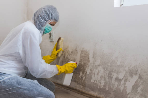 Best Residential Mold Removal  in North Pearsall, TX