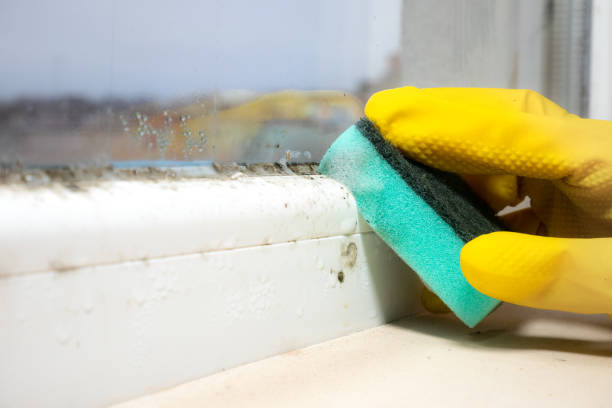 Best Office Mold Removal Services  in North Pearsall, TX