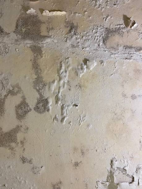 North Pearsall, TX Mold Removal Company
