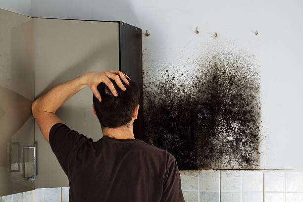 Best Mold Testing and Removal  in North Pearsall, TX