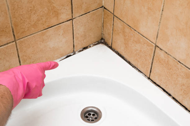 Best Mold Removal Near Me  in North Pearsall, TX