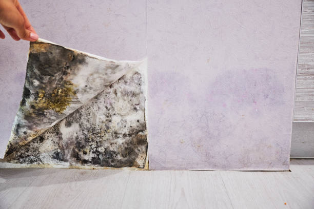 Best Mold Testing  in North Pearsall, TX